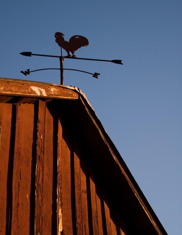 104736-610x787-rooster_on_barn.jpg