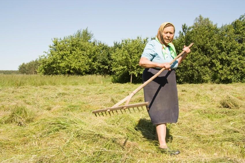 138724-849x565r1-hand-held-hay-rake.jpg