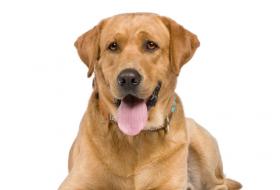 labrador