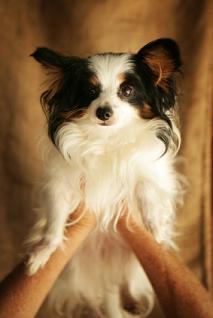 Doggie Day Care Business