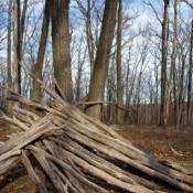 Start of a Debris Hut