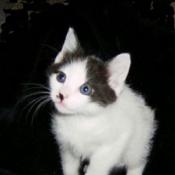 JBT at six weeks; Image used with permission from Dawn Benhaim.