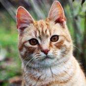 Orange tabby in the garden