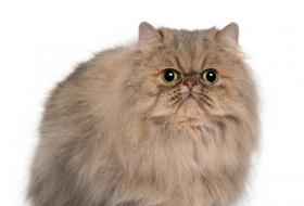 Cobby Persian