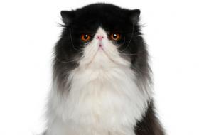 Black and white Persian