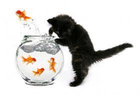 Kitten fishing in goldfish bowl