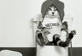 Kitty on the throne