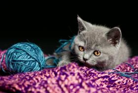 Cute gray kitten