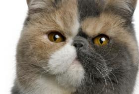 This cat is from a breed known as the Exotic.