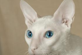 White Cornish Rex