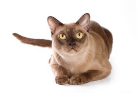 cat looking up
