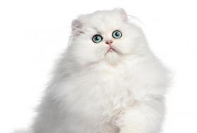 Persian kitten at four months of age
