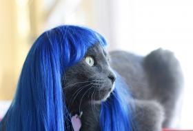 Kitty in a blue wig