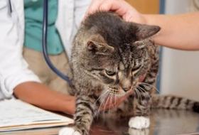 Cat receiving veterinary exam