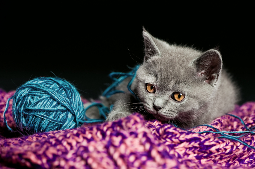 names for gray kittens slideshow names for gray kittens slideshow