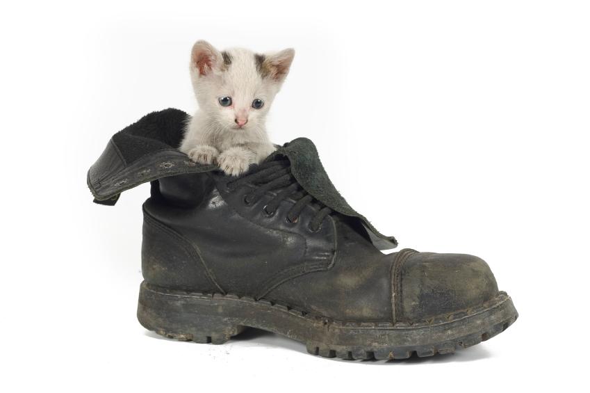 kittens shoes kittens gallery slideshow kittens shoes kittens gallery slideshow