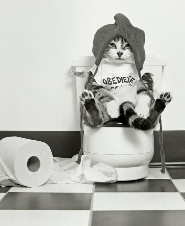 Cute cat pictures slideshow