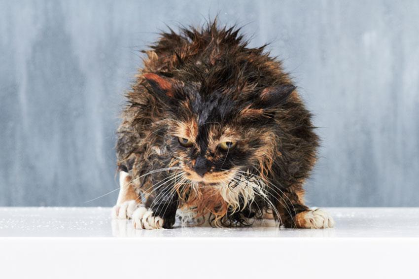 15 Funniest Pictures of Wet Cats [Slideshow]