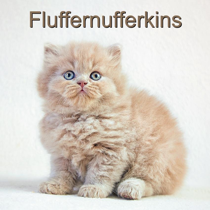 fluffy names fluffy kitten names fluffy names fluffy kitten names