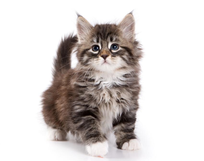 Pictures Of Cute Fuzzy Kittens Slideshow Pictures Of Cute Fuzzy Kittens Slideshow