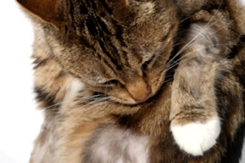 Cat Skin Problems [Slideshow]