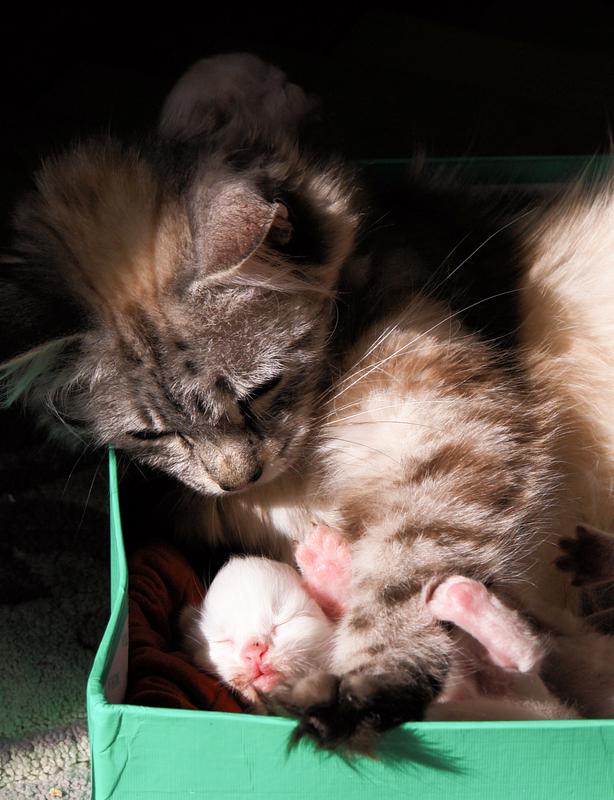 Cat Pregnancy Signs [Slideshow]