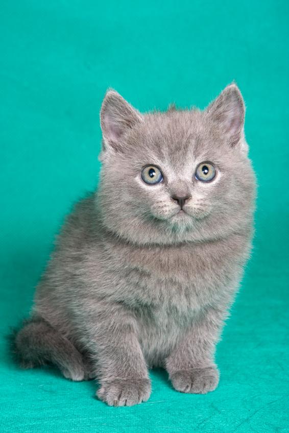 Pictures of Cute Fuzzy Kittens [Slideshow]