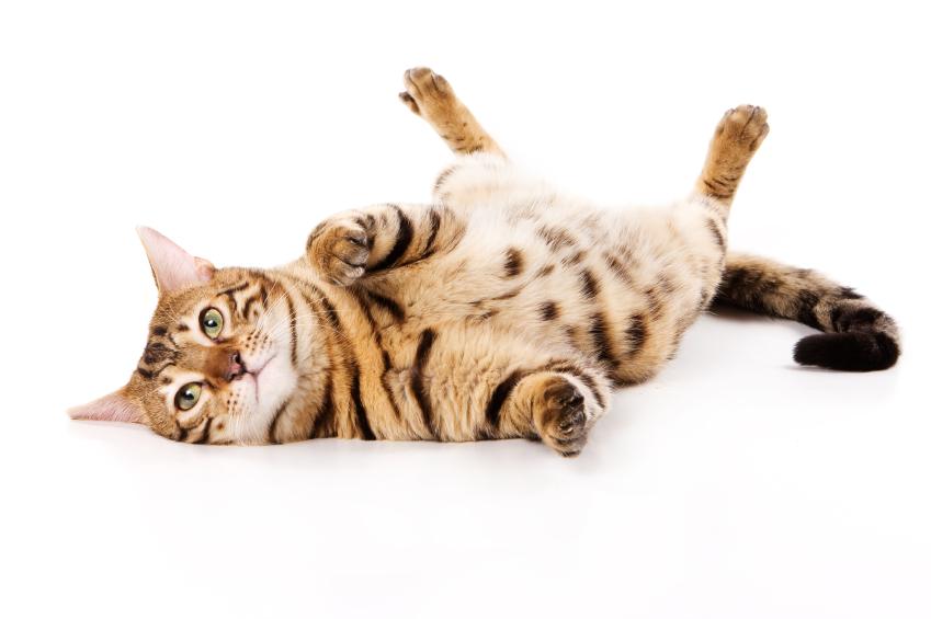 Cat Rubs But On Floor Like Dog Cat Rubs But On Floor Like Dog