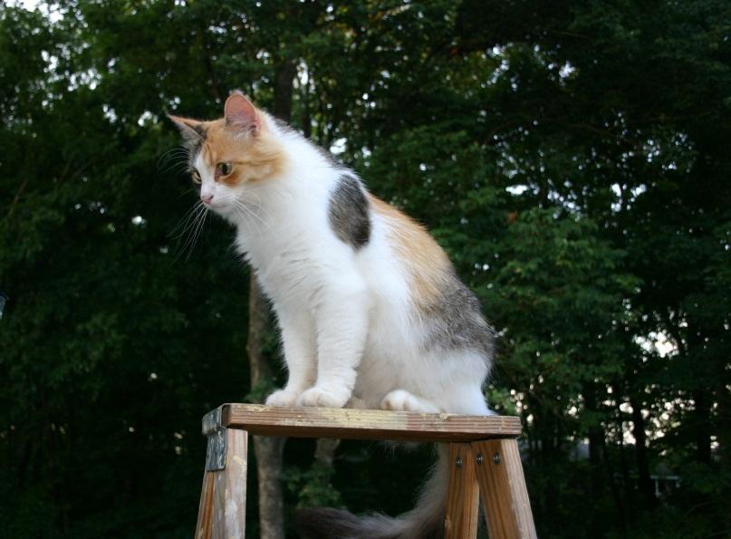 calico cat names gallery slideshow calico cat names gallery slideshow