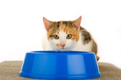 Kitty waiting for her dinner