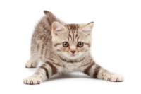 playful kitty