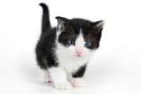 tuxedo kitty