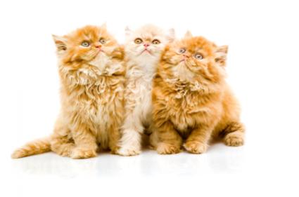 nude beauty pageants how to determine sex in kittens