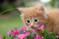 Yellow kitten smelling flowers