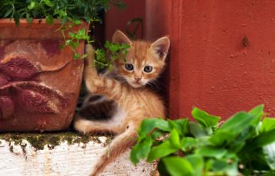Kitten playing by the planter