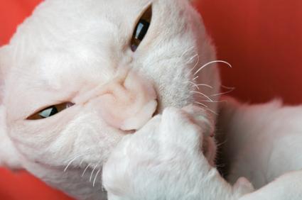 Giggling cat; © Oleg Kozlov | Dreamstime.com