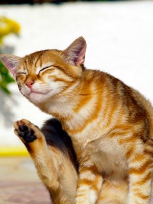 Cat scratching head.