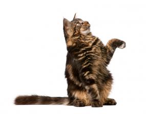 7 month old Maine Coon