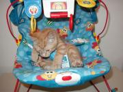 Kitten in a baby bouncer