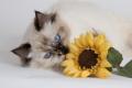 Ragdoll cat