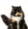 Calico