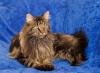 Maine Coon