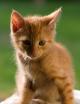 Orange Tabby