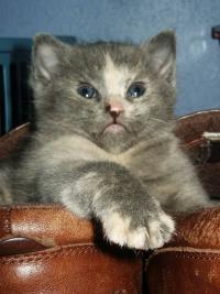 Perturbed kitten