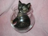 Cat in a bowl