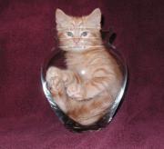 Kitten in a vase