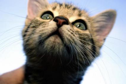 cat behavior