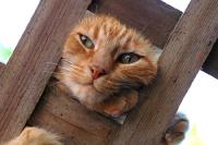 Kitten poking face through fence