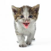 Ferocious kitten