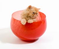 Persian in a bowl